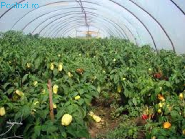 Cautam ajutor gradinarit Germania
