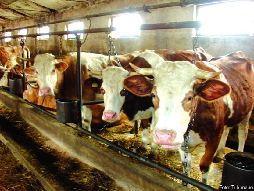 Ferma de animale Germania/1350 euro