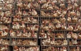 MUNCITORI NECALIFICATI FERME 1200 EURO