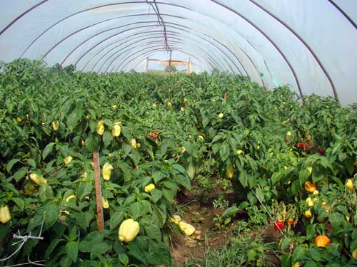 angajam personal pentru agricultura Germania