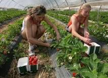 cautam muncitori in agricultura pentru Germania