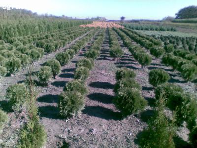 Plantat pui de brazi 