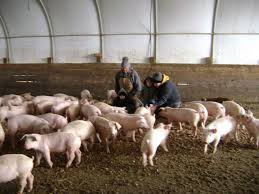 Ferme de purcei si pui