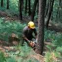 angajam muncitori domeniul forestier pentru Germania