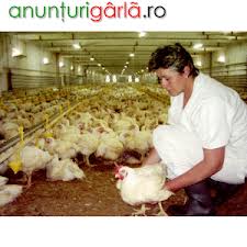  Ajutoare la vaci si gaini, 1300euro, Germania