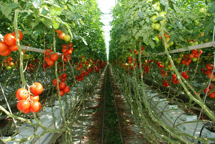 Cautam ajutor gradinarit Germania