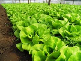 Muncitori in AGRICULTURA 1300/EURO GERMANIA