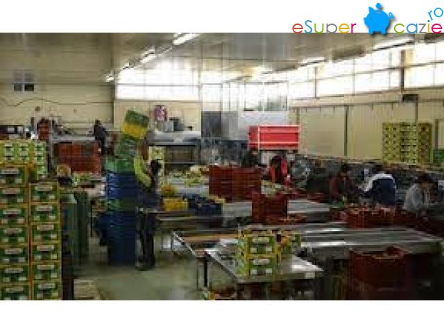 Lucru in sere la recoltare si sortare legume, 1300euro/luna, Germania