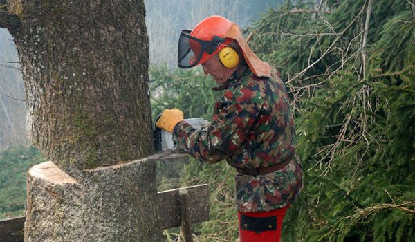cautam lucrator forestier pentru Germania