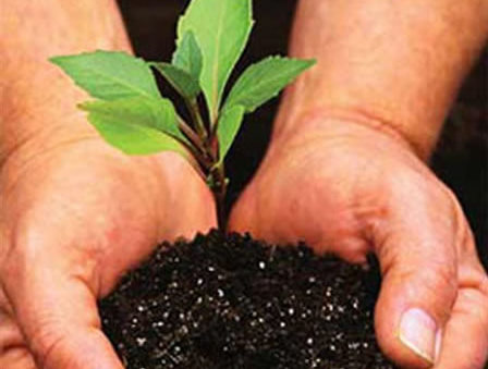 Muncitori plantare puieti in Germania