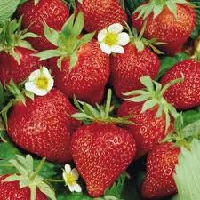 Locuri de munca la cultivat Rasaduri Germania