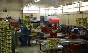 NOU-AGRICULTURA GERMANIA 1300 EURO