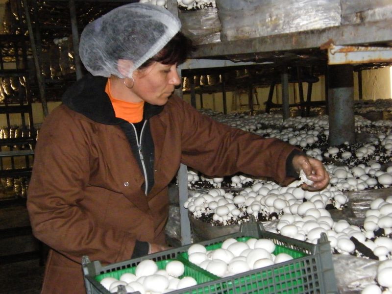 Angajam personal pentru agricultura