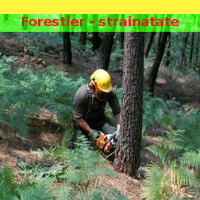 Angajari strainatate forestier 29 martie