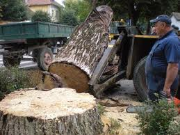 Lucrator forestier Germania