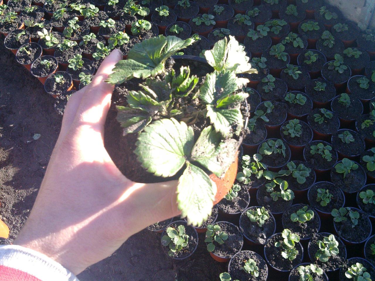 Angajam muncitori la plantat rasaduri