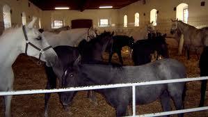 ferme de animale germania 1300 euro