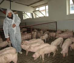 Muncitori la ferme de scroafe. 