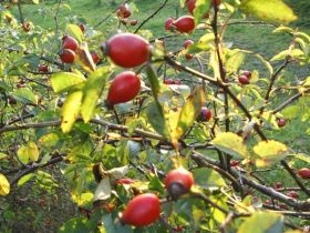 Preparatele de macese normalizeaza circulatia sangelui