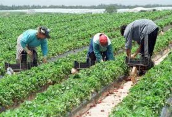 MUNCA NECALIFICATA AGRICULTURA GERMANIA