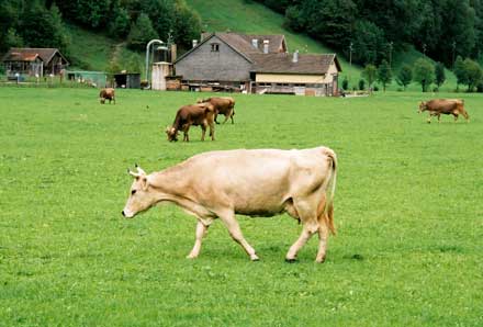 Munca Strainatate, Lucratori Ferme Aprilie