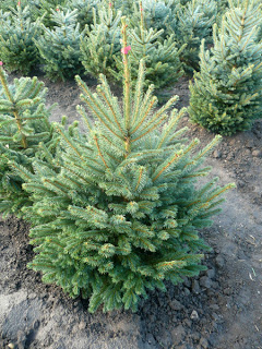 Plantat pui de brazi Germania 1300euro
