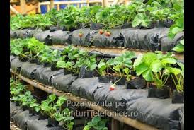 Muncitori Germania la plantat capsuni.