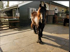 Ingrijitori de cai, 1400eu/luna, Germania