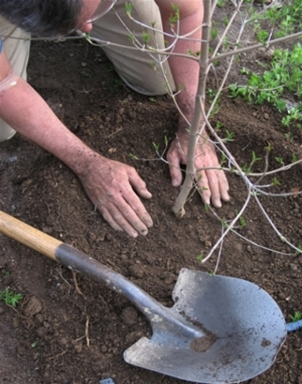 Muncitori la curatare paduri in Austria