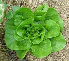 Sapat, plivit salata, 1300eu/luna, Germania