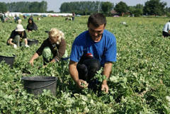 AGRICULTURA GERMANIA PLIVIT MORCOVI