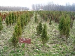 Plantat puieti padure, 1300eu/luna, Germania