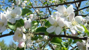 Altoit pomi fructiferi