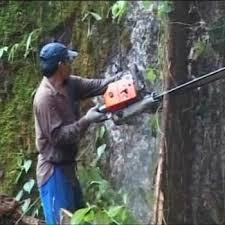 LUCRATOR FORESTIER GERMANIA KURTEN 