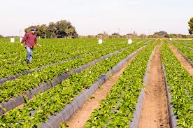 Agricultura in Germania