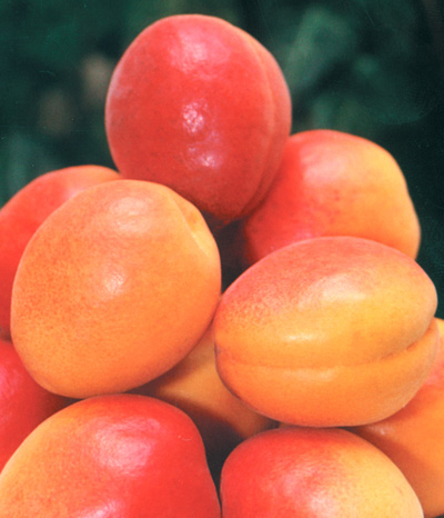 Pepiniera pomicola Valorificam material saditor pomicol, productie proprie.