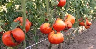 GARANTAM CONTRACTE IN GERMANIA 1.200 EURO