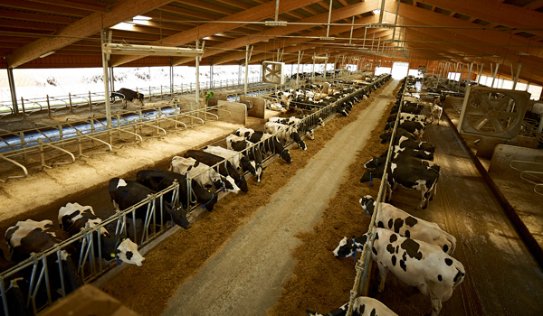 Ingrijitori Animale in Ferme Din Germania