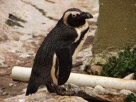 Plajele Argentinei invadate de colonii de pinguini