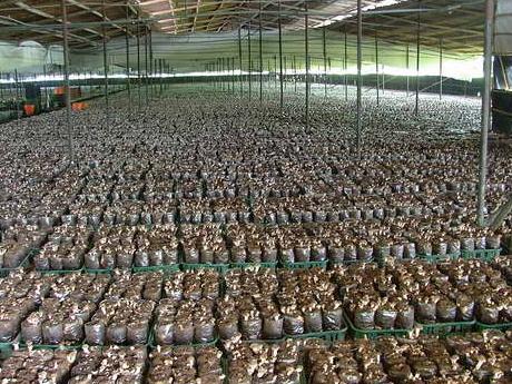 Cultivatori de ciuperci in sere Germania