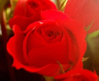 Mirosul de trandafiri, un posibil leac impotriva cosmarurilor