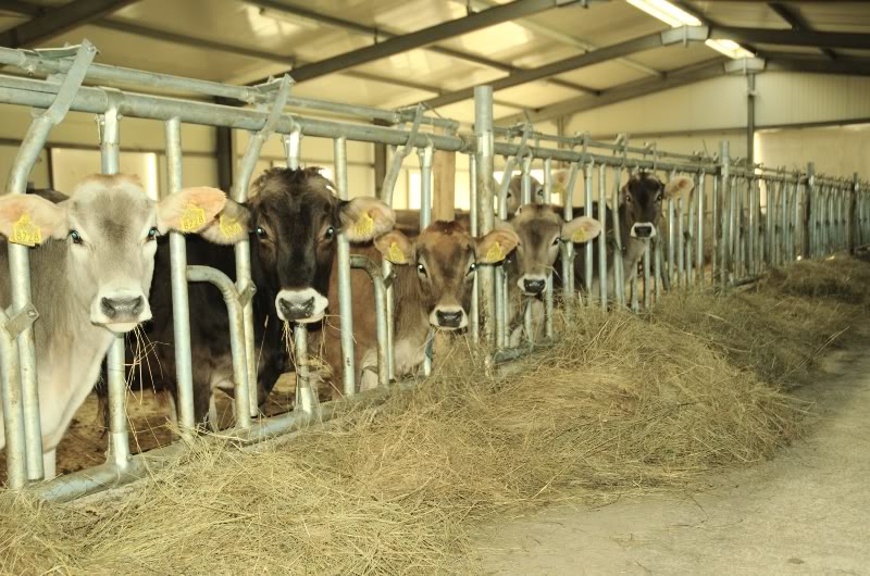 ferma de animale Germania 