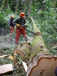 Locuri munca forestier 26 aprilie