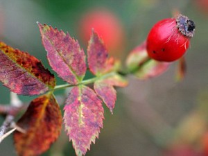Macesele protejeaza articulatiile impotriva artritei
