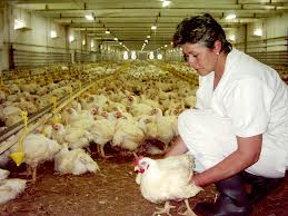 munca ferme germania fara comision