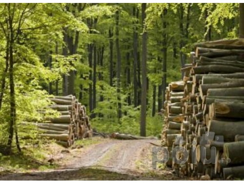Ajutoare forestier, 1300eu/luna, Germania