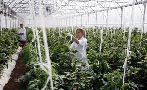 AGRICULTURA IN GERMANIA 1200 EURO