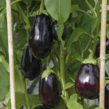 Cultivat legume in Germania