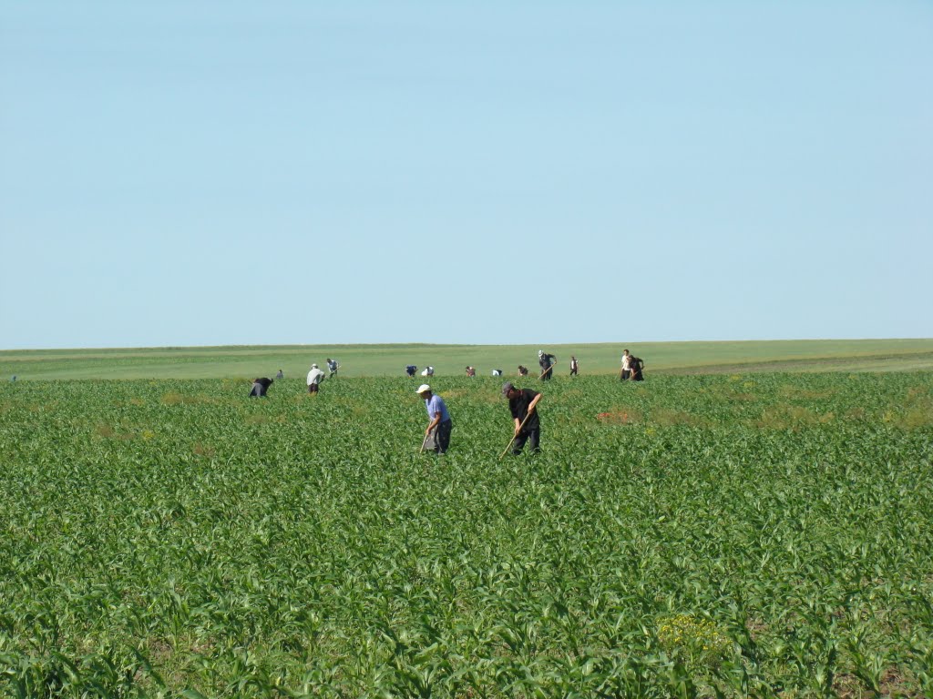 Muncitori in agricultura Germania