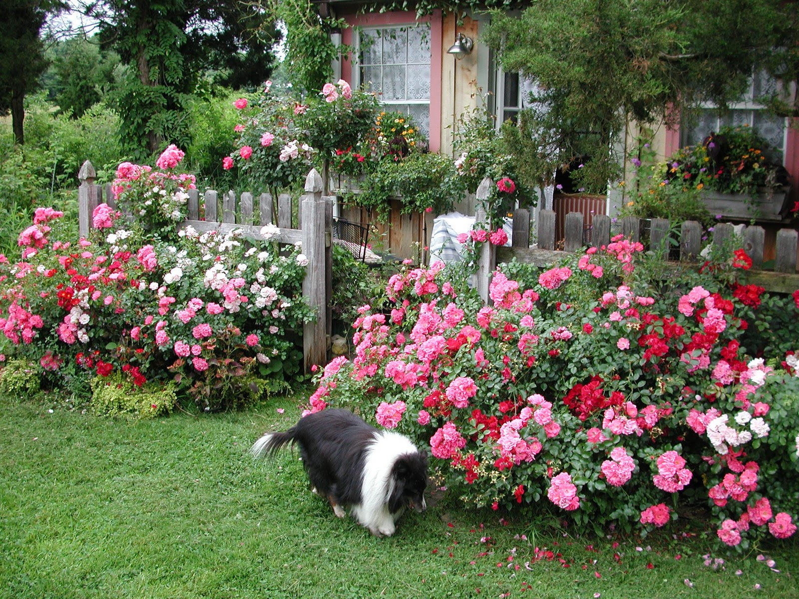 Plantat flori, 1300eu/luna, Germania